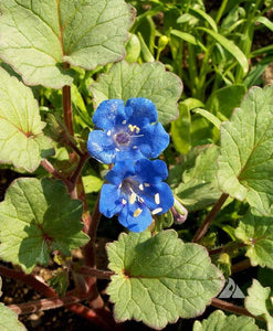 California Bluebell Flower 