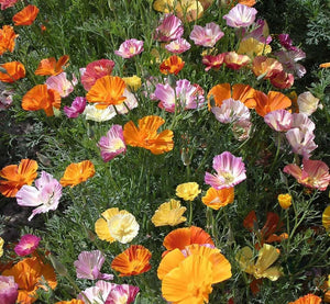Ballerina California Poppy Flowers - Cheap Seeds, LLC