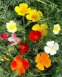 close up of California Poppy Formula Flower Mix