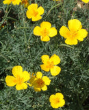 California Poppy Golden West flowers