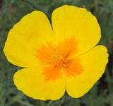 Close up of California Poppy Golden West flower