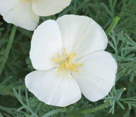 close up of California Poppy Ivory Castle flower
