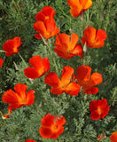 California Mikado Poppy - Cheap Seeds, LLC