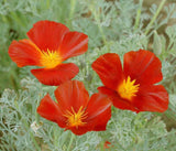 California Poppy Red Chief - Cheap Seeds, LLC