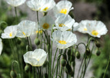 California Poppy White Linen - Cheap Seeds, LLC