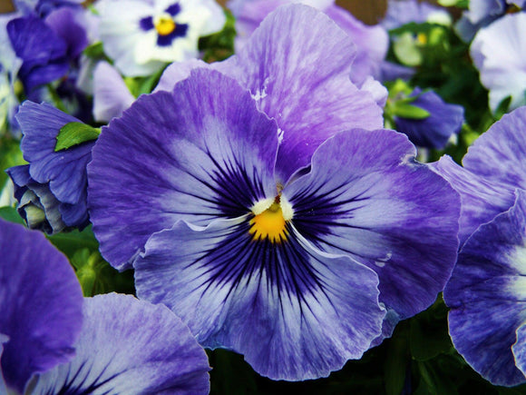 Celestial Pansy Flowers