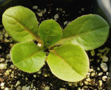Chicory - Cheap Seeds, LLC