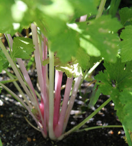 Chinese Pink Celery - Cheap Seeds, LLC
