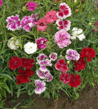 Chinese Pink Dianthus Flowers