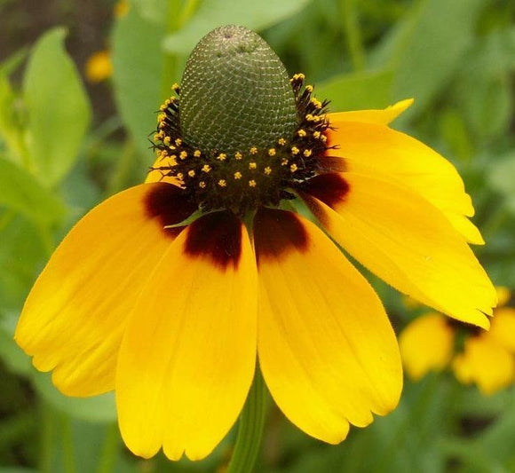 Clasping Coneflower Flower