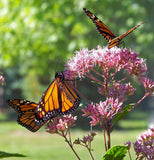 Monarch Butterflies feeding on Milkweed