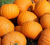 Connecticut Field Pumpkins