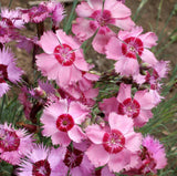 Cottage Pinks flowers