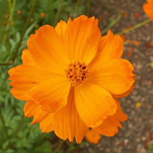Crest Orange Sulphur Cosmos flowers