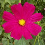 Dazzler Pink Cosmos flower
