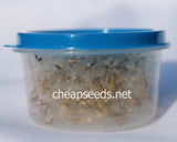 Dried Dandelion Seeds with Wisps - Cheap Seeds, LLC