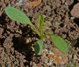 Dwarf Plains Coreopsis - Cheap Seeds, LLC