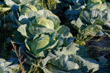 Early Round Dutch Cabbage - Cheap Seeds, LLC