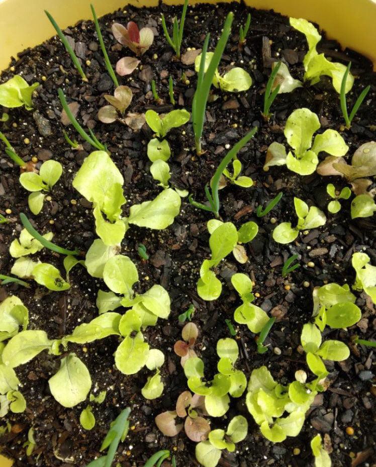 Egyptian Walking Onions Cheap Seeds LLC Egyptian walking onions cheap seeds llc