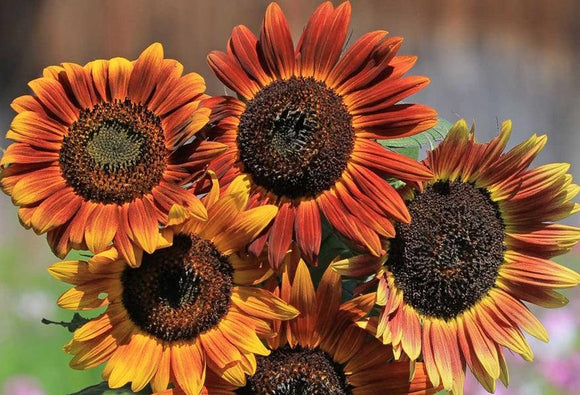 Evening Sun Sunflower - Cheap Seeds, LLC