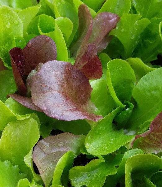 Fall and Winter Lettuce Mix - Cheap Seeds, LLC