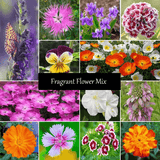 Fragrant Seed Mixture - Cheap Seeds, LLC