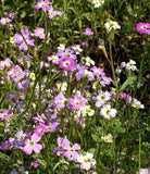 Fragrant Wildflower Mix - Sweet Floral, Carnation, Citrus, Lavender, Lemon and Sweet Perfume Scents - Cheap Seeds, LLC
