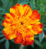 French Marigold Sparky flower - Cheap Seeds, LLC