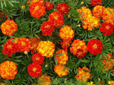 French Marigold Sparky Mix - Cheap Seeds, LLC