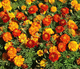 French Marigold Sparky Mix - Cheap Seeds, LLC
