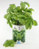 Genovese Basil - Cheap Seeds, LLC