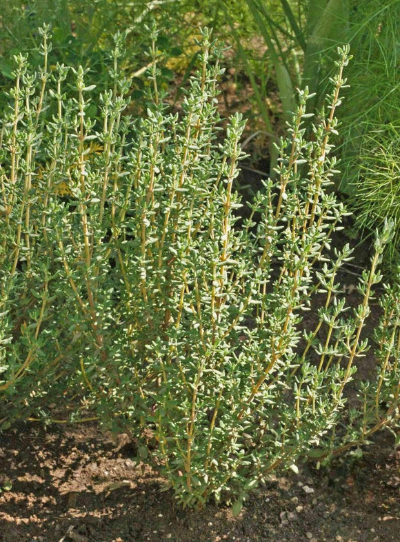 German or Winter Thyme Plant