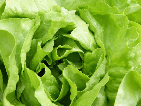Green Ice Lettuce - Cheap Seeds, LLC