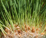 Hard Red Spring Wheatgrass - Cheap Seeds, LLC