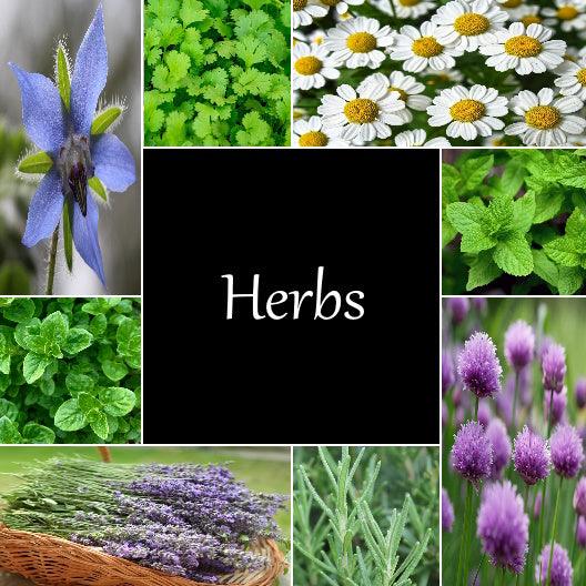 Herb Seeds - Choose from List - Cheap Seeds, LLC