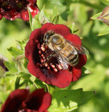 Honey Bee Flower Seed Mix - Cheap Seeds, LLC