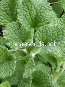 Horehound - Cheap Seeds, LLC
