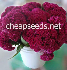 Indiana Giant Celosia - Cheap Seeds, LLC