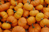 Jack Be Little Pumpkin - Cheap Seeds, LLC