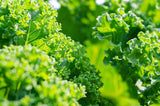 Kale Garden Blend - Cheap Seeds, LLC