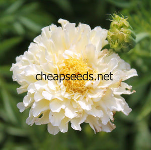 Kilimanjaro White Marigold - Cheap Seeds, LLC