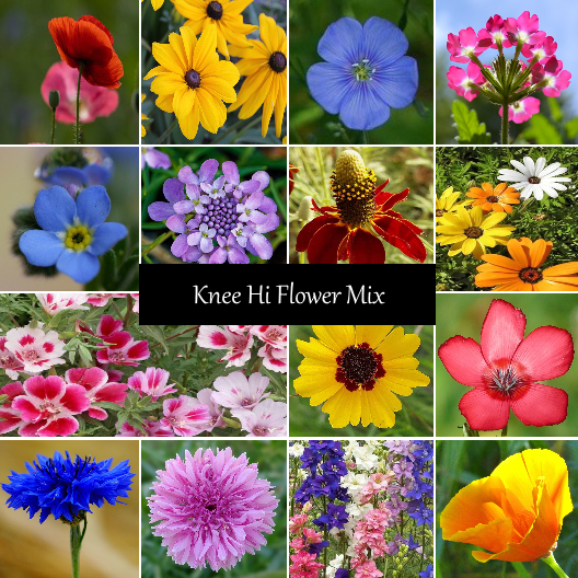 Knee Hi Wildflower Seeds