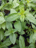 Large Leaf Italian Basil - Cheap Seeds, LLC