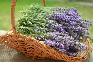 Lavender flowers - Cheap Seeds, LLC