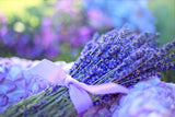 Lavender - Cheap Seeds, LLC