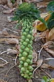 Long Island Brussel Sprouts - Cheap Seeds, LLC