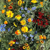 Low Growing Seed Mix - Cheap Seeds, LLC