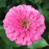 Luminosa Pink Flower