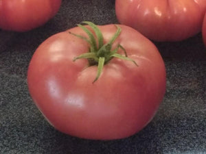 Magnus Tomato - Cheap Seeds, LLC