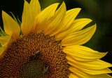 Mammoth Grey Stripe Sunflower - Cheap Seeds, LLC
